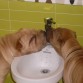 asi beben aguas mis perros